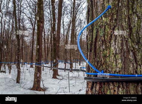 Collecting Maple Sap In Spring Plastic Tubing Attached To Maple Trees