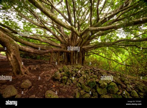 Banyan tree maui hi-res stock photography and images - Alamy