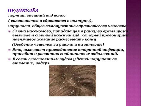 Лобковый педикулез - симптомы болезни, профилактика и лечение лобкового ...