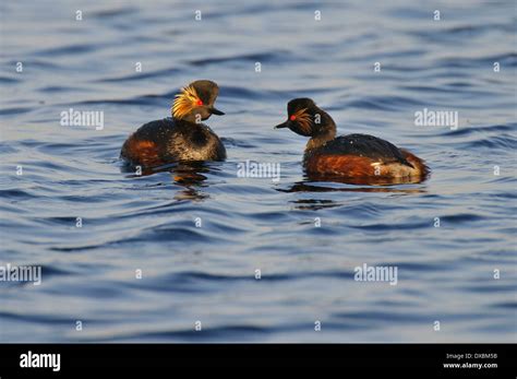 Black Necked Grebes Hi Res Stock Photography And Images Alamy