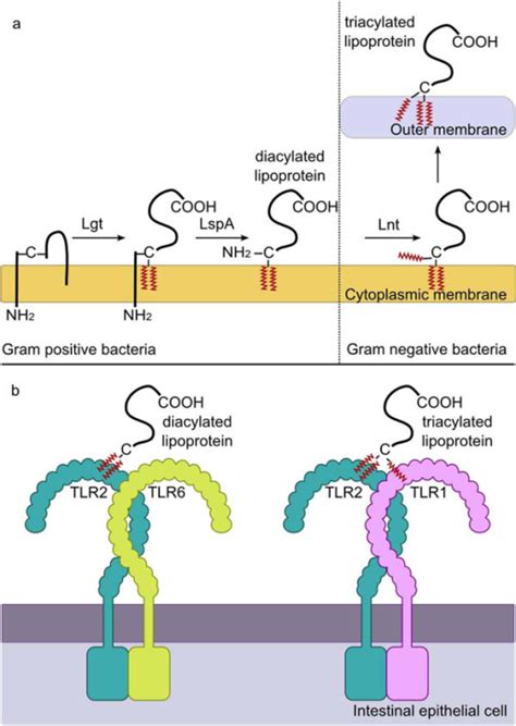 Tlr2 Recognition Of Lipoproteins And Lta Recognition O Open I