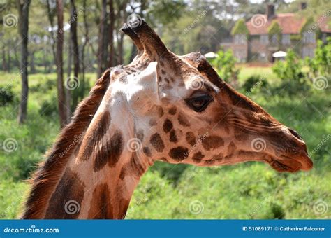 Giraffe Centre Nairobi stock image. Image of conservation - 51089171