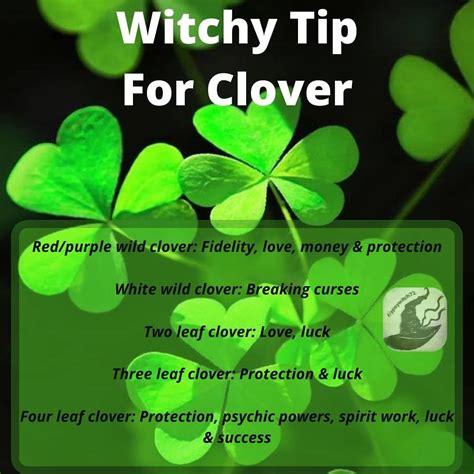 Edible clover identification cautions 10 best uses – Artofit