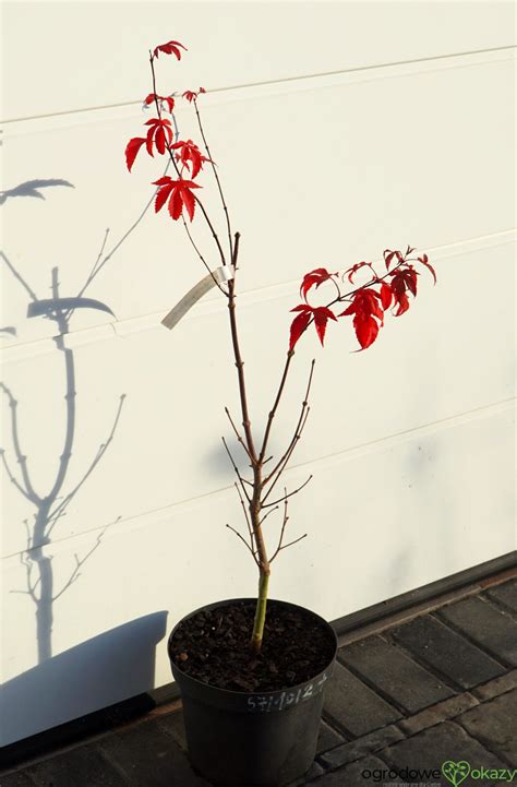 KLON PALMOWY RUSLYN IN THE PINK Acer Palmatum Ruslyn In The Pink