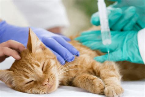 Treatments for cats with kidney failure