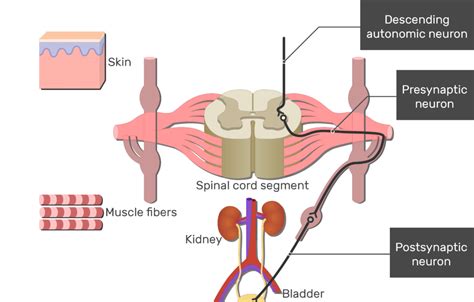 Spinal Cord Gray Matter Anatomy Functions GetBodySmart