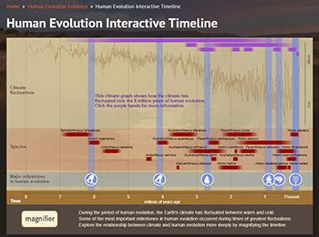 human evolution chart  pictures