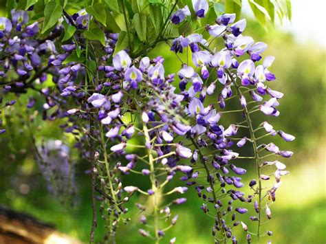 Wisteria Floribunda Japanese Wisteria World Of Flowering Plants