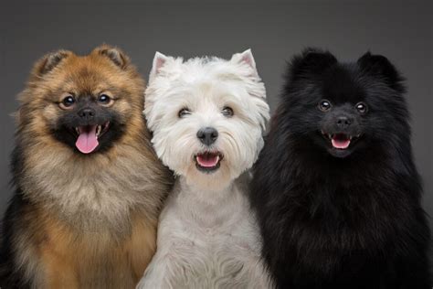 Conoce Las Adorables Razas De Perros Mini Toy Mascotario