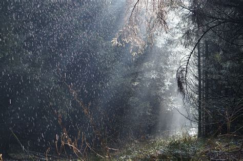 Fondos de pantalla lluvia Sol bosque sol Árboles ligero agua