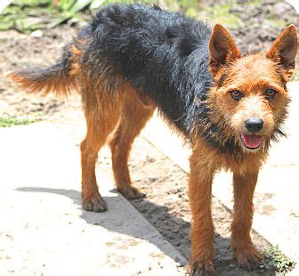 Woonsocket, RI - Welsh Terrier Mix. Meet Bruce - Gentle boy a Dog for ...