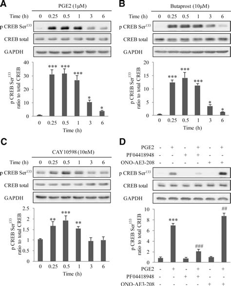 Roles Of EP2 And EP4 Receptors In The Phosphorylation Of CREB By PGE2