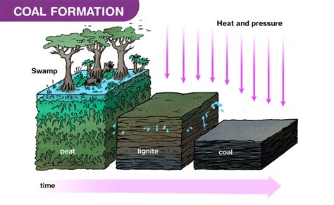 Formation of Coal - Definition, Uses & Fossil Fuels with Videos of ...