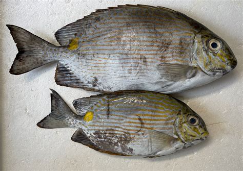rabbitfish  seafood benefits cooking methods   bringmaalulk