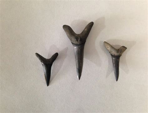 What is the Difference? - Goblin Shark teeth and Scapanorhynchus shark teeth? - Fossil ID - The ...