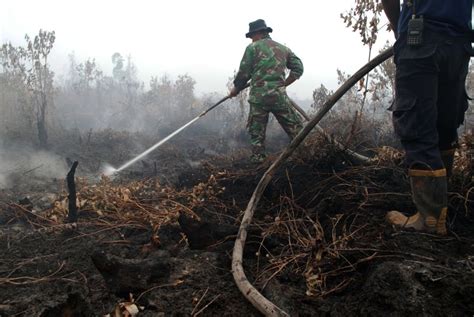 Cuaca Kering Potensi Kebakaran Hutan Di Kalimantan Sangat Tinggi