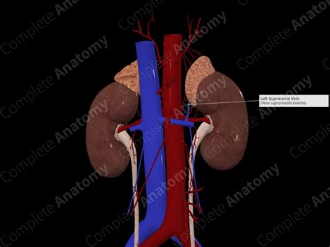 Left Suprarenal Vein | Complete Anatomy