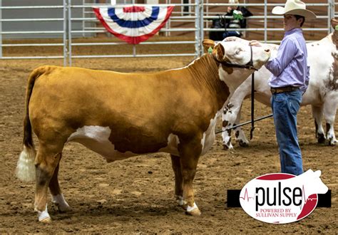 San Angelo Stock Show Junior Market Steers British The Pulse