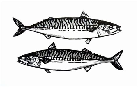 Metallic Mackerel By Ieuan Edwards Linocut On Paper Subject Still