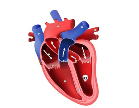 Teas 7 Cardiovascular System Flashcards Quizlet