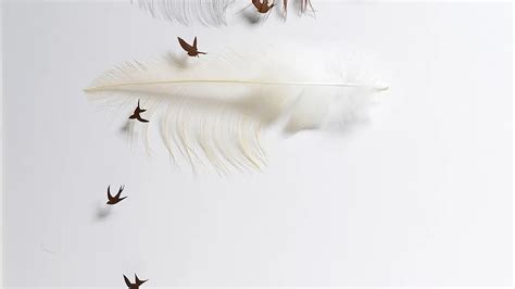 butuh ketelatenan bulu bulu burung  dipotong potong  bagus jadi