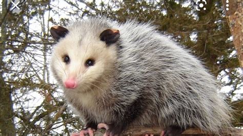 Petition · Change The Spelling Of Opossum To Possum United States