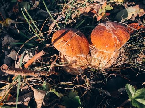 Hermosos Hongos Comestibles Boletus Que Crecen En La Hierba En Un