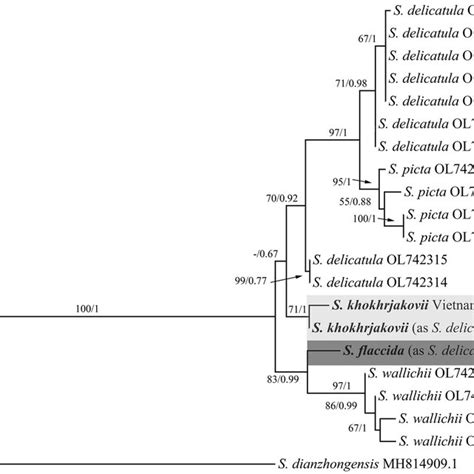 The 50 Majority Rule Consensus Tree Derived From Maximum Likelihood