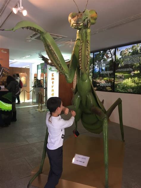 Insect Park El Museo De Los Insectos Celebra Su Segundo Aniversario