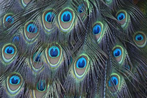 Close Up Of Peacock Tail Feathers Also Called A Train Stock Image