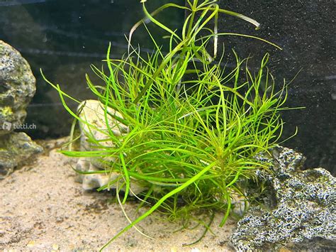 Pogostemon quadrifolius vierblättriger Wasserstern im Kanton Solothurn