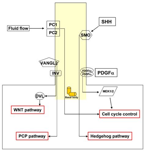 A summary of the pathways transduced by the primary cilium. The primary ... 