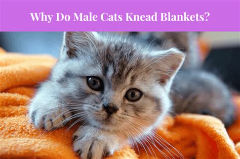 Why Do Cats Knead And Bite Blankets Reasons Behind This Behavior