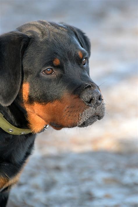 Rottweiler Dog Puppy Free Photo On Pixabay Pixabay