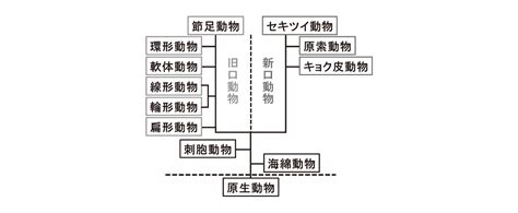 【高校生物】「旧口動物・新口動物」 映像授業のtry It トライイット