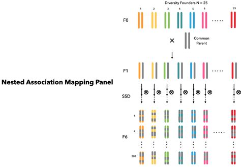 Nested Association Mapping Xsim Jl