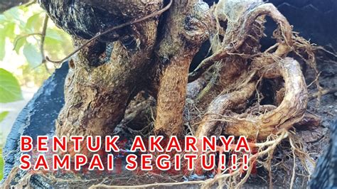 Kapan Proses Pemindahan Bahan Bonsai Lantana Dengan Tempat