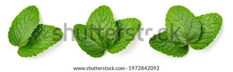 menthol plant top view images stock   vectors