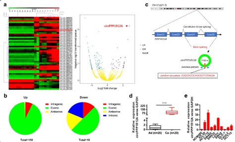 Circrna Expression Profile In Cc And Characterization Of Circppp R A