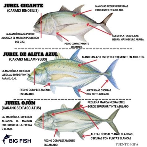 Cómo identificar la jaiba y el cangrejo Conoce sus diferencias y