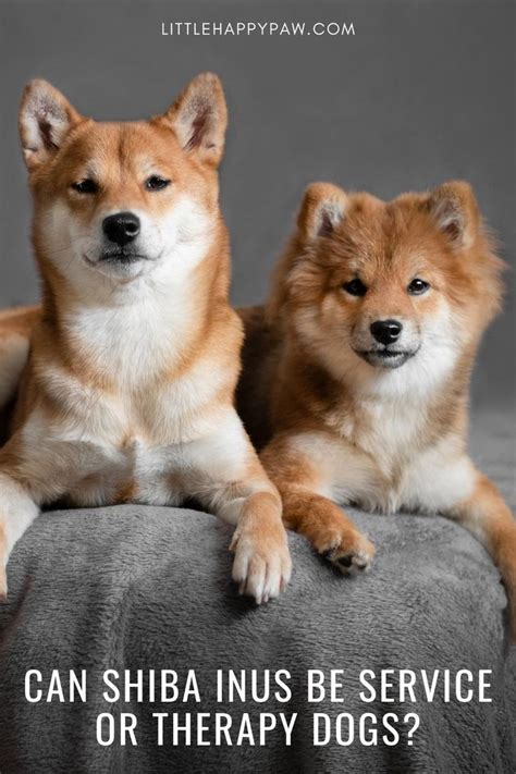 How Fast And Far Can Shiba Inus Run Explained Artofit