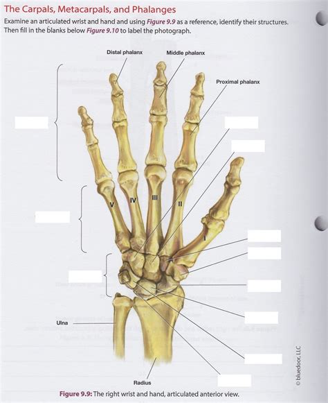 The Carpals Metacarpals And Phalanges Diagram Quizlet