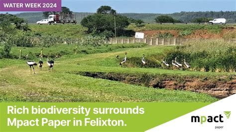 mpact limited  linkedin mpact mpactlimited mpactpaper