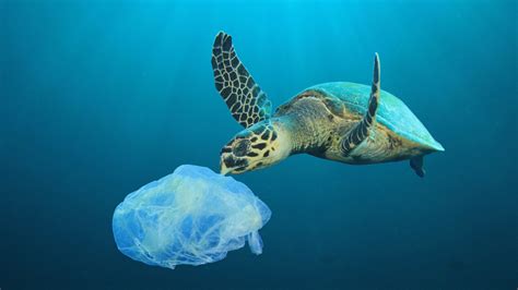 Marine Plastic Pollution – How sea animals die from the plastic ...