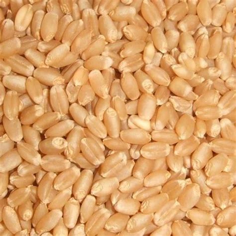 Wheat Seeds at best price in Chennai by CHAMBYIL MOTORS | ID: 11575145888