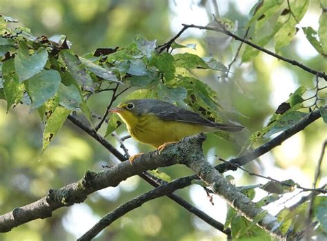 Canada Warbler