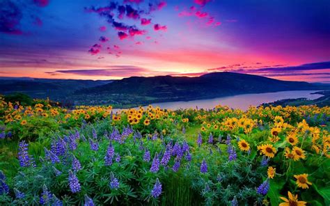 Sunset over Wildflowers and Blue Mountain Lake Hills Wallpaper