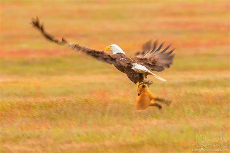 Eagle Attacking Fox