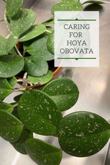 Hoya Obovata 6 Expert Care Flowering Propagation Tips