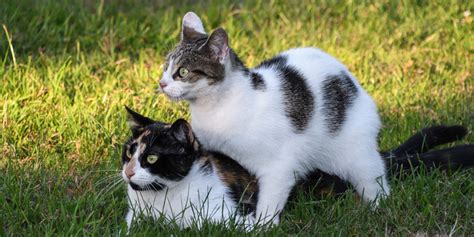 Prise De Courant Remarque Fonds J Ai La Chatte Qui Colle Habiliter Foncé Deuxième Année